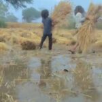 फसल बीमा