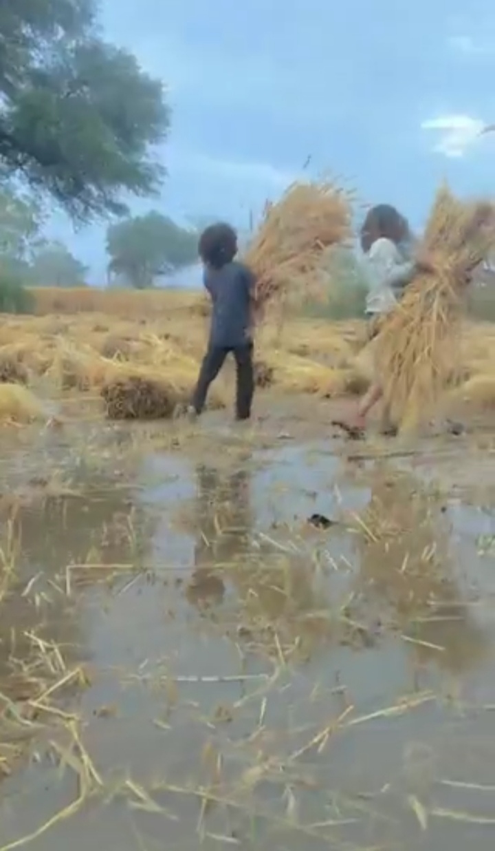 फसल बीमा