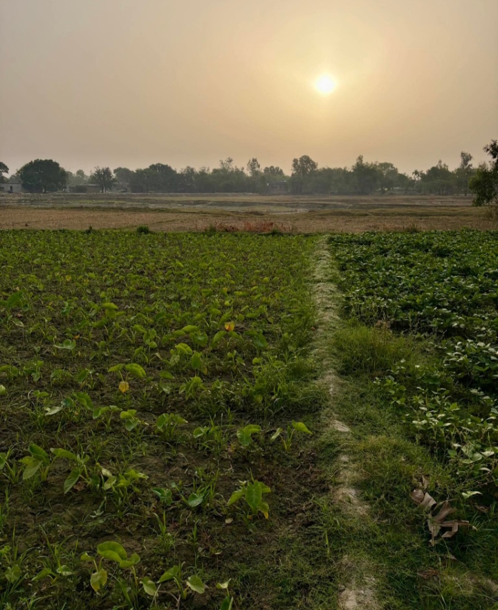 कृषि
