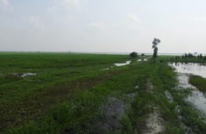 सुरहा ताल