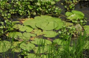 Wetland